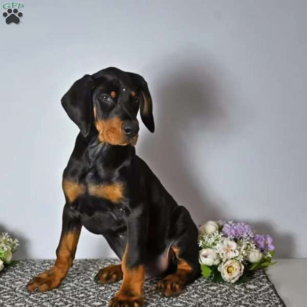 Toby, Doberman Pinscher Puppy